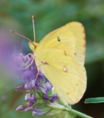 Colias eurytheme