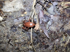 Geobatrachus walkeri