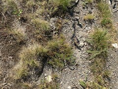 Festuca rubra