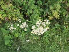 Doellingeria umbellata