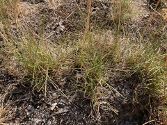 Festuca rubra
