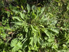 Centaurea nigra