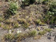 Festuca rubra