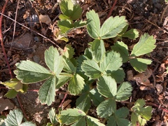 Fragaria virginiana glauca