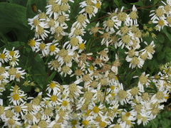 Doellingeria umbellata