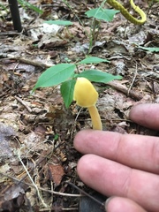 Entoloma murrayi