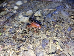 Geobatrachus walkeri