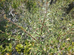 Ceanothus cuneatus