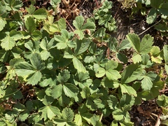 Fragaria virginiana glauca
