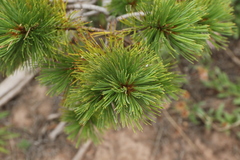 Pinus flexilis
