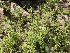 Galium trifidum