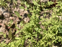 Galium trifidum