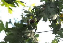 Callirhytis seminator