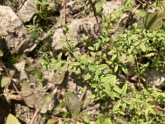 Galium trifidum