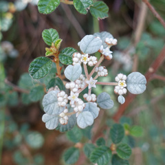 Spyridium parvifolium