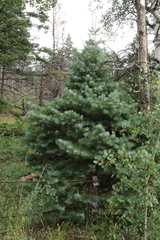 Abies concolor