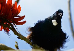 Prosthemadera novaeseelandiae novaeseelandiae