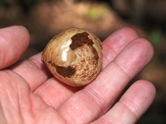 Amphibolips quercusinanis