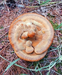 Hydnellum aurantiacum