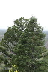 Abies concolor