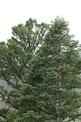 Abies concolor