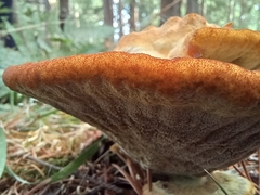 Hydnellum aurantiacum