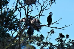 Phalacrocorax varius varius