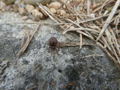 Steatoda borealis