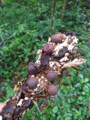 Lycoperdon fuligineum