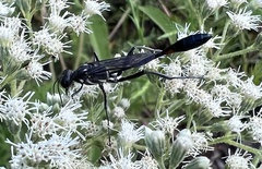 Ammophila procera