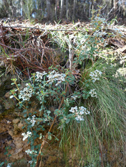 Spyridium parvifolium