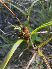 Carex lupulina