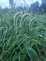Setaria faberi