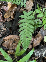 Blechnum occidentale