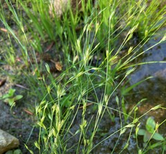 Juncus bufonius