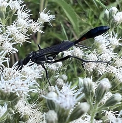 Ammophila procera