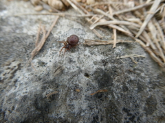 Steatoda borealis