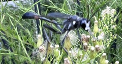 Ammophila procera