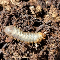 Cotinis mutabilis