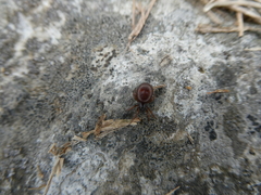 Steatoda borealis