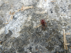 Steatoda borealis