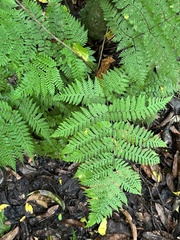 Ctenitis meridionalis