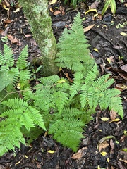 Ctenitis meridionalis