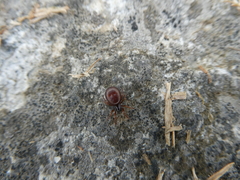 Steatoda borealis