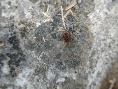 Steatoda borealis