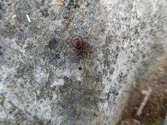 Steatoda borealis