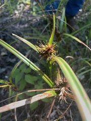 Carex lupulina