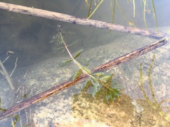 Myriophyllum