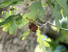 Callirhytis seminator