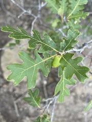 Quercus gambelii